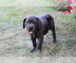 Small #2 Cane Corso