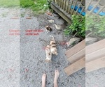 Small Photo #11 Australian Shepherd Puppy For Sale in FLEMINGSBURG, KY, USA