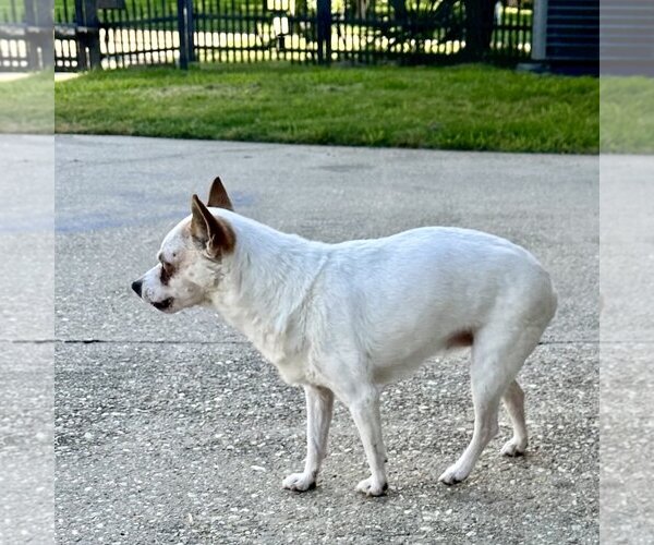 Medium Photo #11 Rat Terrier-Unknown Mix Puppy For Sale in Atlanta, GA, USA