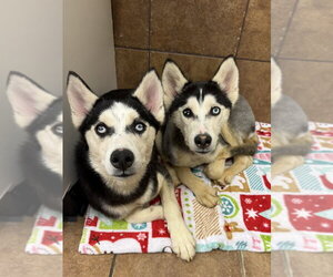 Steely - Male Siberian Husky Dog for Adoption - Photo #4