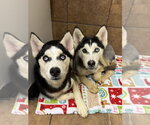 Small #3 Siberian Husky