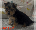 Small #2 Yorkshire Terrier
