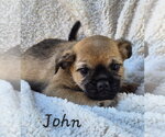 Small #1 Pug Mix