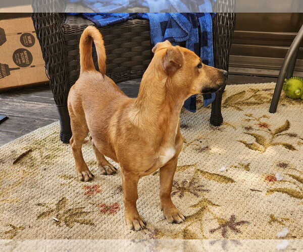 Medium Photo #3 Dachshund-Unknown Mix Puppy For Sale in Marine City, MI, USA