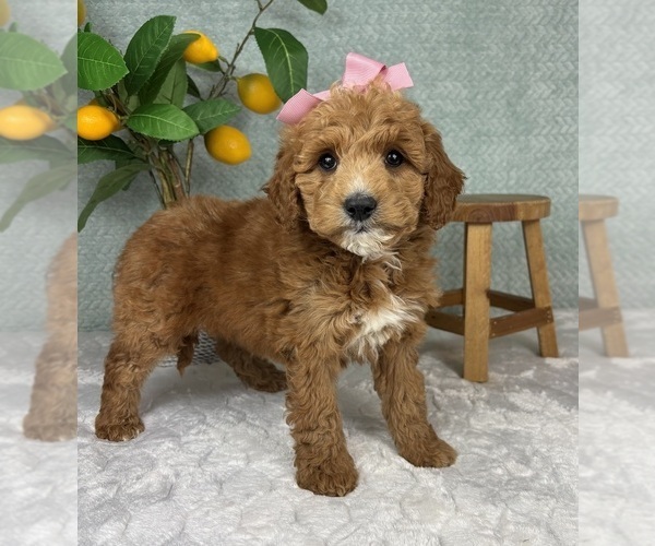 Medium Photo #3 Goldendoodle (Miniature) Puppy For Sale in FRANKLIN, IN, USA