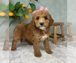 Small #2 Goldendoodle (Miniature)