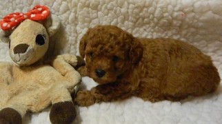 Poodle (Toy) Puppy for sale in ROANOKE, VA, USA