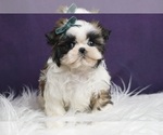 Small Photo #18 Shih Tzu Puppy For Sale in WARSAW, IN, USA