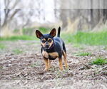 Small #8 Chihuahua