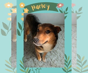 Mutt Dogs for adoption in Las Vegas, NM, USA