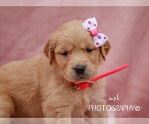 Golden Retriever Puppy for sale in LIBERTY, KY, USA