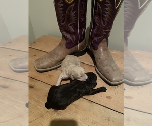 Bernedoodle Puppy for sale in HANFORD, CA, USA