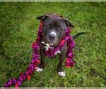 Small Photo #2 American Pit Bull Terrier Puppy For Sale in St. Cloud, FL, USA