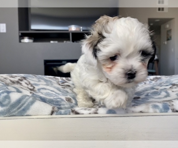Medium Photo #7 Zuchon Puppy For Sale in GALENA, NV, USA