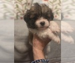 Small #16 Maltipom