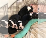 Small Photo #2 Boston Terrier Puppy For Sale in LAUREL, MS, USA