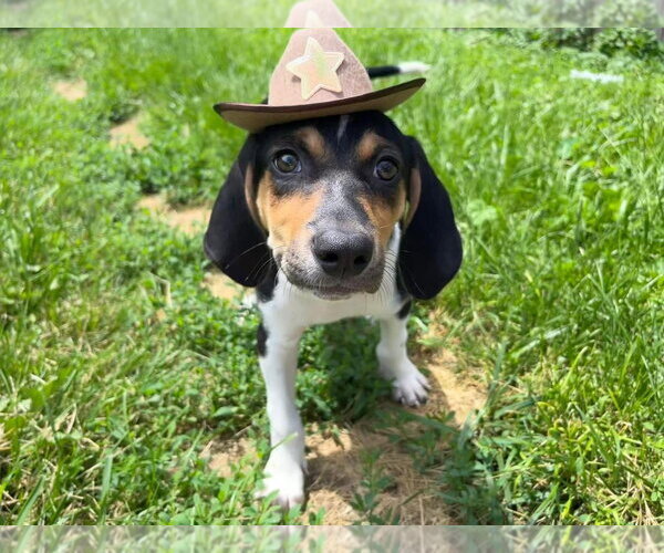 Medium Photo #35 Treeing Walker Coonhound-Unknown Mix Puppy For Sale in Germantown, OH, USA