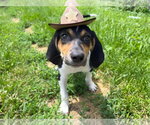 Small #34 Treeing Walker Coonhound Mix