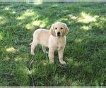 Small #2 Golden Retriever