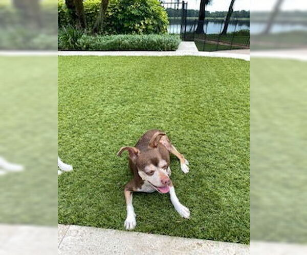 Medium Photo #3 Chihuahua-Unknown Mix Puppy For Sale in Tampa, FL, USA