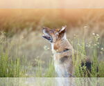 Small #8 German Shepherd Dog