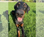Small Doberman Pinscher