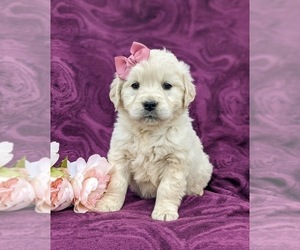 Goldendoodle-Poodle (Toy) Mix Puppy for sale in AIRVILLE, PA, USA