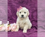 Small Photo #1 Goldendoodle-Poodle (Toy) Mix Puppy For Sale in AIRVILLE, PA, USA