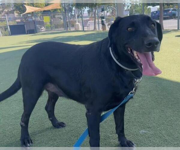 Medium Photo #2 Labrador Retriever Puppy For Sale in Martinez, CA, USA