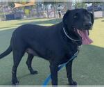 Small #1 Labrador Retriever