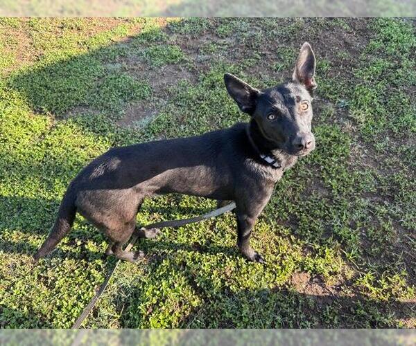 Medium Photo #1 Labrador Retriever Puppy For Sale in Ocala, FL, USA