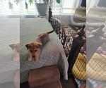 Small Photo #9 Beagle-Unknown Mix Puppy For Sale in Escondido, CA, USA
