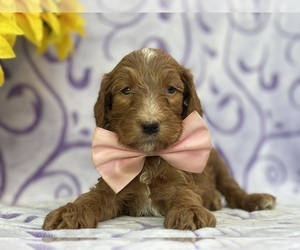 Goldendoodle Puppy for sale in LANCASTER, PA, USA