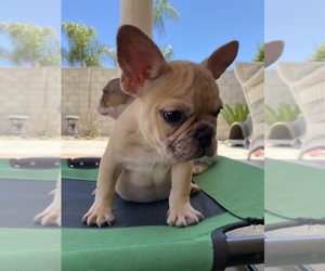 French Bulldog Puppy for sale in MORENO VALLEY, CA, USA