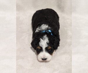 Bernedoodle-Poodle (Miniature) Mix Puppy for Sale in GOSHEN, Indiana USA