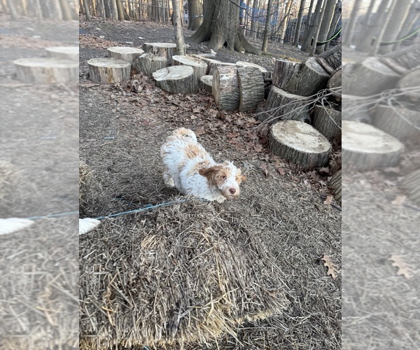 Medium Photo #98 Aussie-Poo-Goldendoodle Mix Puppy For Sale in COMMERCE, MI, USA