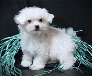 Maltese Puppy for sale in ROCK VALLEY, IA, USA