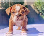 Small Photo #25 English Bulldog Puppy For Sale in LAS VEGAS, NV, USA