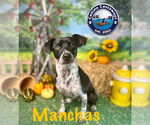 Small #6 Rat Terrier Mix