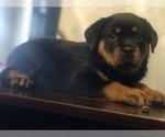 Small Photo #23 Rottweiler Puppy For Sale in ANTIOCH, CA, USA