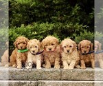 Small #1 Goldendoodle (Miniature)