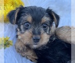 Small #8 Yorkshire Terrier
