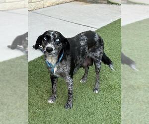 Mutt Dogs for adoption in Baytown, TX, USA