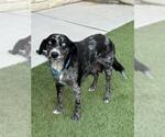 MOIRA - Female Mutt Dog for Adoption - Small photo