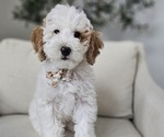 Puppy Mister Blue Goldendoodle (Miniature)