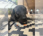 Small #5 Mutt