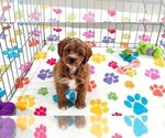 George - Male Cavapoo (Miniature)-Poodle (Toy) Mix Puppy for Sale - Photo #3
