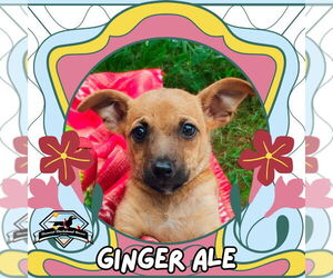Dachshund-Unknown Mix Dogs for adoption in San Antonio, TX, USA