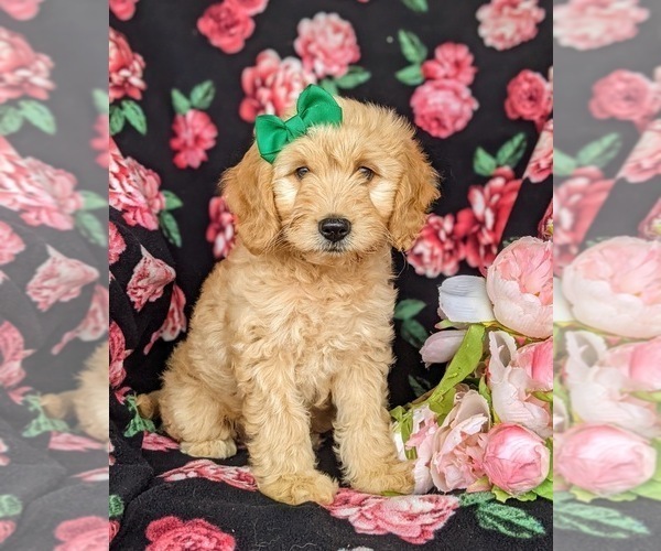 Medium Photo #4 Goldendoodle Puppy For Sale in KIRKWOOD, PA, USA