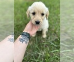 Small Photo #34 Golden Retriever Puppy For Sale in CONCORD, VA, USA